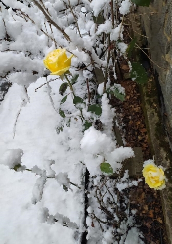 prosinec 2021 ,růže a sníh