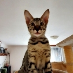 Wild Savannah cat